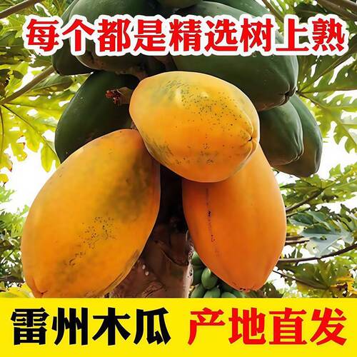 冰糖心牛奶木瓜超甜红心木瓜