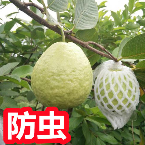 芭乐专用袋一体防虫防鸟防雨防水