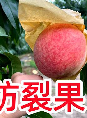水蜜桃子专用套袋 果树保护包白色纸双层大号防虫鸟 鹰嘴黄蟠油冬