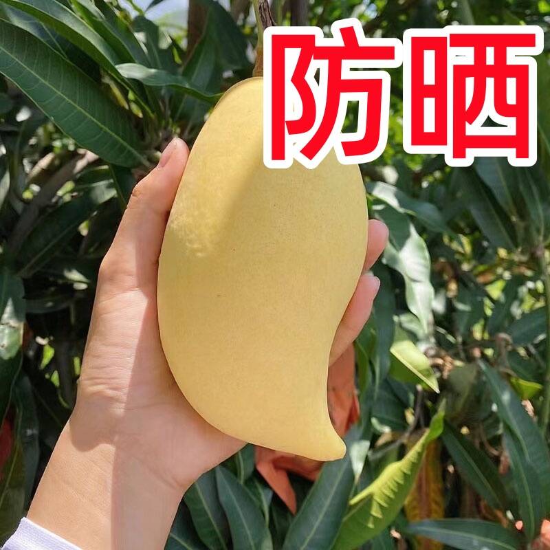 防虫防鸟防晒防雨水芒果专用套袋
