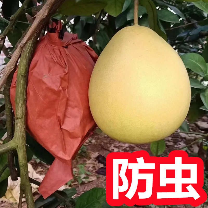柚子套袋专用袋 沙田柚子包装袋 三红蜜柚套袋 包柚子的袋子 防虫 - 实物图