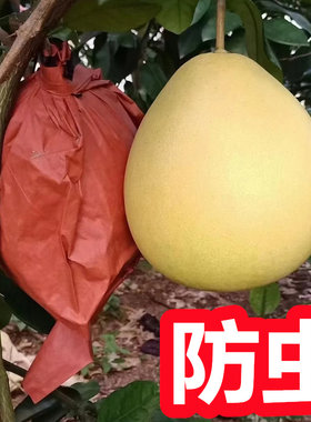 柚子专用套袋防虫防鸟防雨水防晒