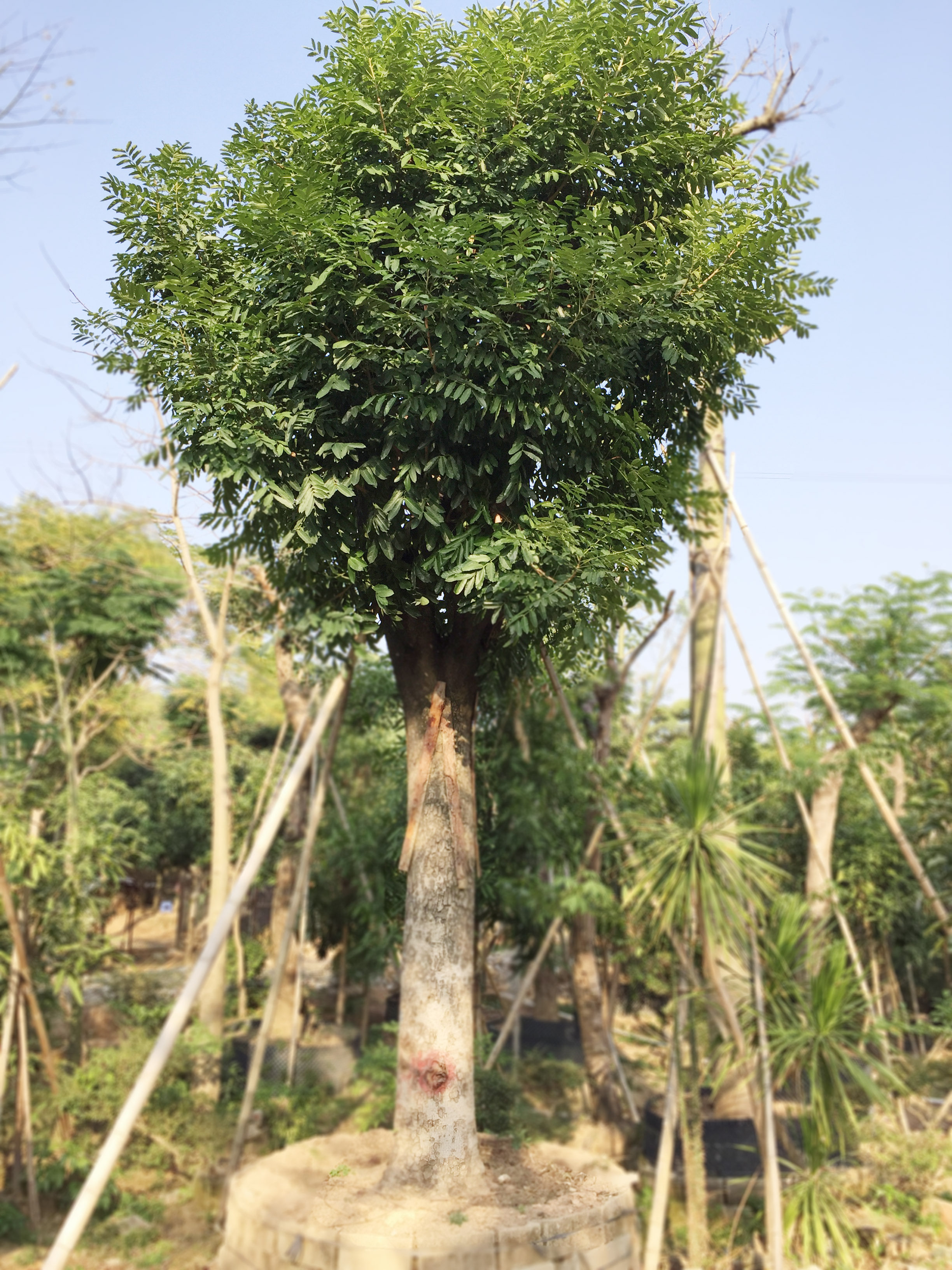 深圳苗圃基地绿化苗木乔木灌木庭院绿化植物树苗47公分 桃花心木