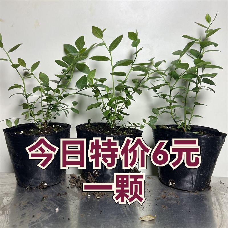 蓝莓苗盆栽地栽南北方种植阳台庭院盆栽地栽蓝莓树苗当年结果
