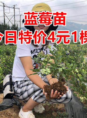 蓝莓树苗特大果盆栽地栽