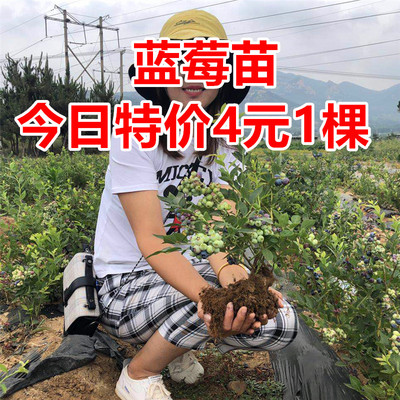 蓝莓树苗特大果盆栽地栽