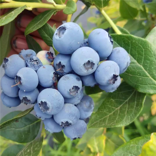 L25蓝莓树苗南北方种植当年结果盆栽地栽特大蓝莓苗蓝莓苗代卖