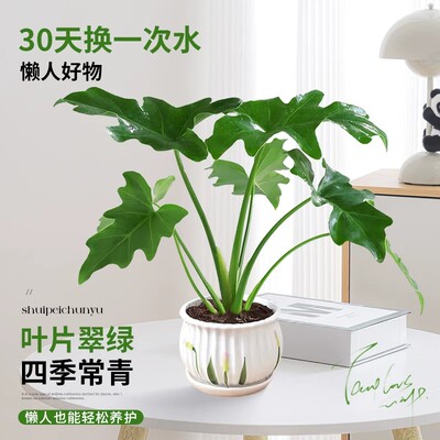 春羽龙鳞春羽水培植物老桩盆栽室内客厅水养大叶绿植四季常绿好养