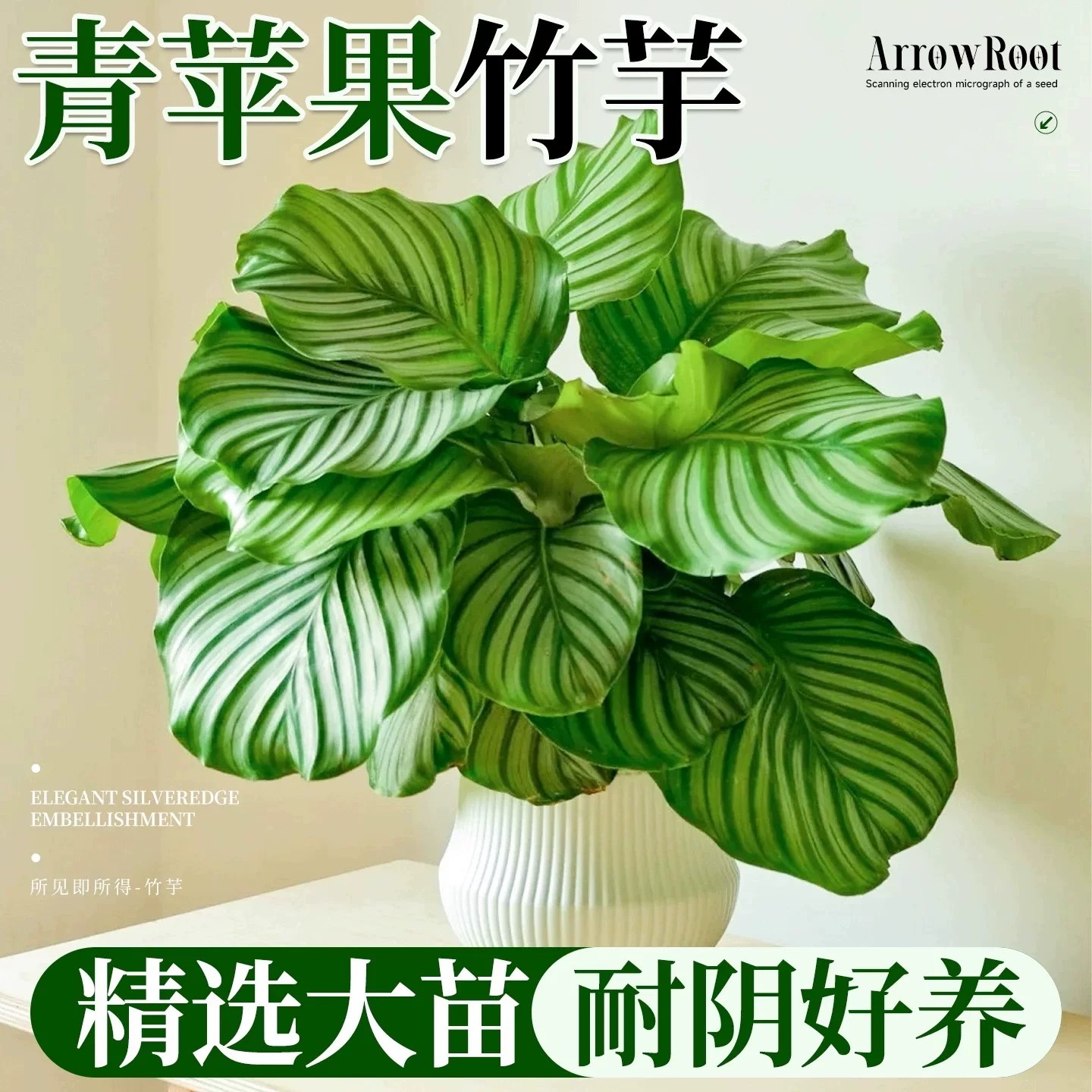 青苹果竹芋盆栽室内植物桌面绿植办公室工位水培花卉盆景耐阴好养