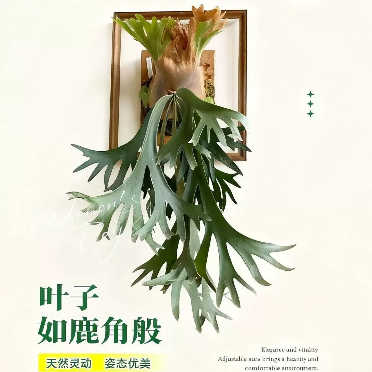 二岐鹿角蕨类植物附生北欧ins桌面绿植