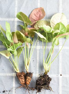 合果芋办公室内净化空气