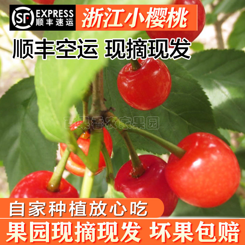 浙江本地小樱桃梁弄恩特尔水果新鲜非米易当季现货现发顺丰包邮