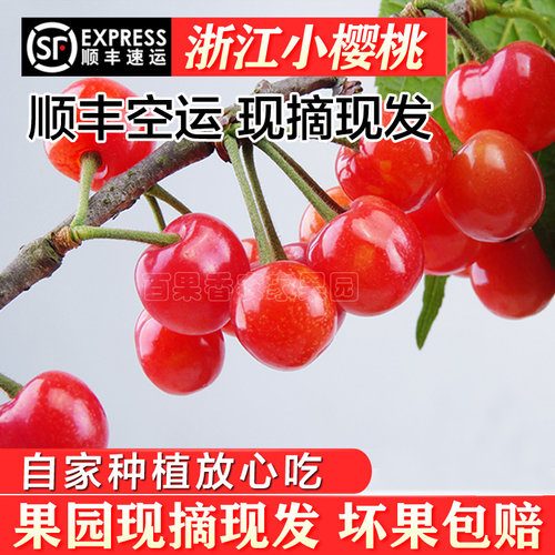顺丰包邮浙江本地梁弄小樱桃现发