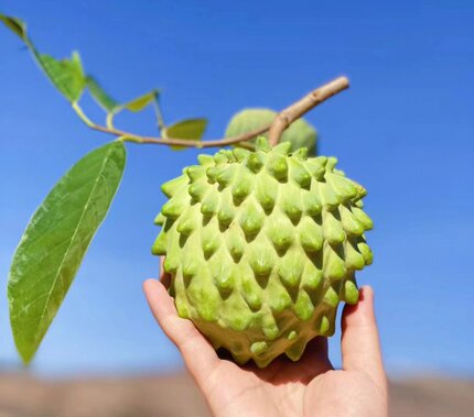 台湾凤梨释迦果苗树苗 番荔枝苗 番鬼荔枝苗 特大释迦果苗嫁接苗