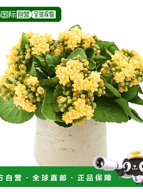 自营creative displays创意展示黄色长寿花插花 - 黄色、绿色、灰