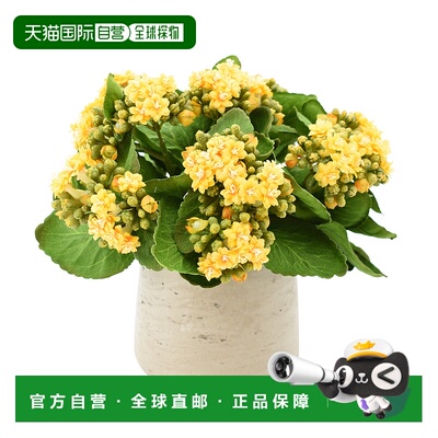 自营creative displays创意展示黄色长寿花插花 - 黄色、绿色、灰