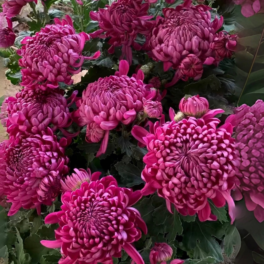 紫绣球菊花苗绣球型大花秋菊重瓣阳台庭院盆栽地栽观赏花卉