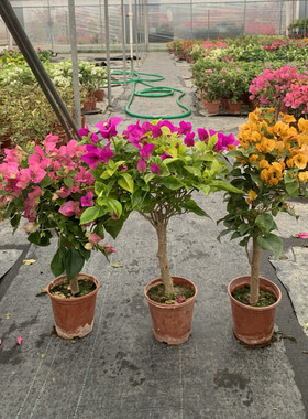 三角梅盆栽带花四季开花爬藤植物阳台小花卉庭院勤花好养大苗绿樱