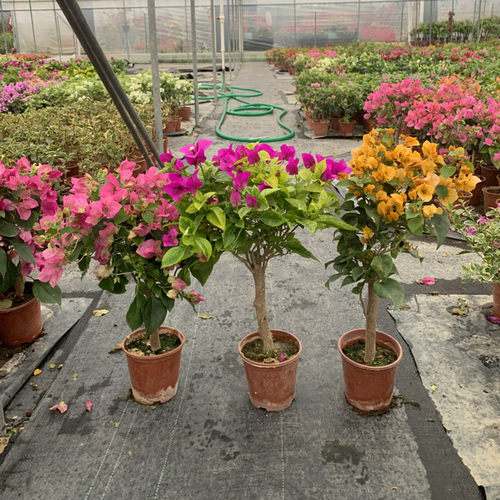 三角梅四季开花原盆原土带花发货