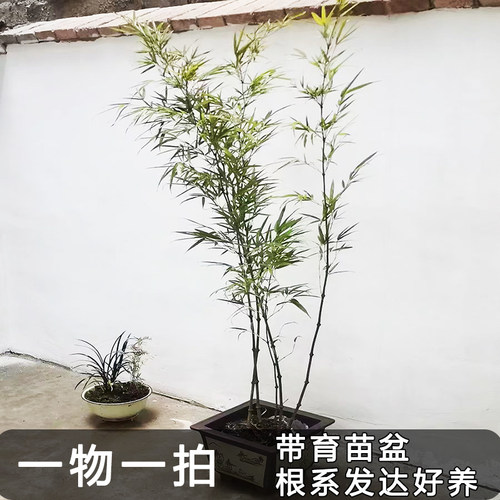 算盘竹好养的庭院绿植美观大方