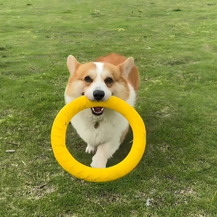 拉力环飞盘狗狗玩具耐咬磨牙自嗨解闷神器咬不烂互动圆环宠物用品