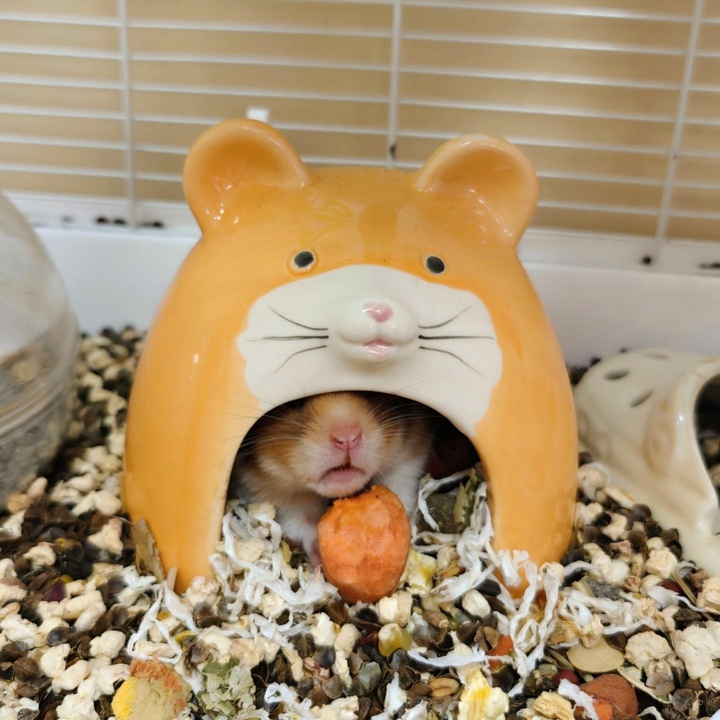 仓鼠躲避屋可窥金丝熊专用四季通用陶瓷小房子花枝鼠睡窝宠物用品,宠物/宠物食品及用品,窝,淘宝优惠券,粉丝福利购,淘宝优惠卷