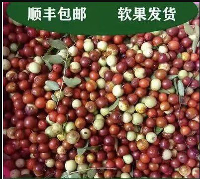 冬枣新鲜水果圆冬枣新鲜农村纯野生小孕妇水果现摘现山枣