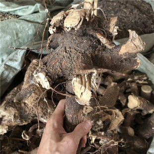 了哥王根中药材500克包邮 了哥王切片了歌王雀仔麻山豆了地棉皮