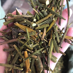 枫香寄生 螃蟹夹 桐树寄生 桐子寄生 桑寄生