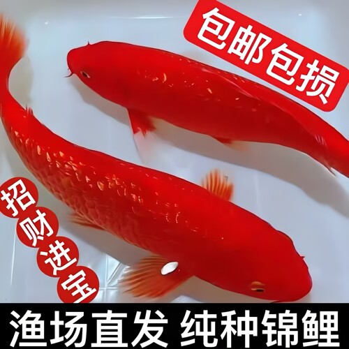 纯种日系火鲤黄金锦鲤冷水淡水鱼