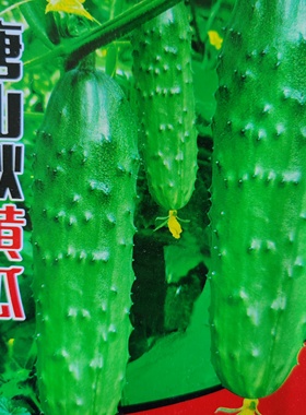 唐山秋黄瓜种子 老品种高产东北大旱黄瓜恋秋刺瘤巨型晚黄瓜种子