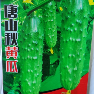唐山秋黄瓜种子 老品种高产东北大旱黄瓜恋秋刺瘤巨型晚黄瓜种子
