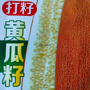黄瓜籽粉种子产籽多专用采收瓜子东北多籽品种老黄瓜菜园种植瓜籽