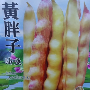 黄胖子架豆种子 吉林省50天早熟品种蔓生黄豆角子籽略带花纹好吃