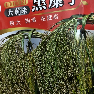 金大穗黑糜子种子 东北大黄米粗粮吉林黑龙江90天早熟品种粘糯糜