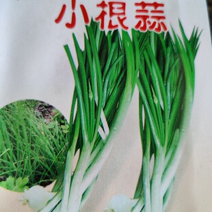 东北多年生山野菜大脑瓜小根蒜薤白小头蒜山葱耐寒零下四十度野生