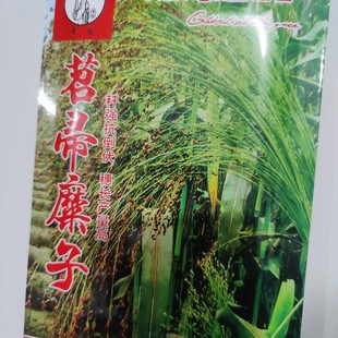 吉林笤帚种子40克 东北老式扎扫帚籽制作锅刷工艺品原厂袋装糜子
