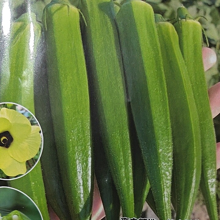 绿秋葵种子  水果型庭院菜园栽培清香可口健康植物五棱形夏季蔬菜