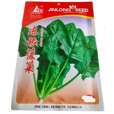 冻根菠菜种子压霜蔬菜二年生