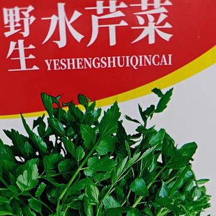 野生水芹菜种子 多年生山野菜耐寒植物庭院菜园种东北野生芹菜籽