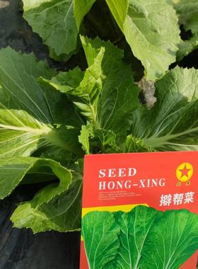 东北饭包白菜种子阳台院菜园蔬菜籽四季可播懒人绿色批帮白菜叶籽