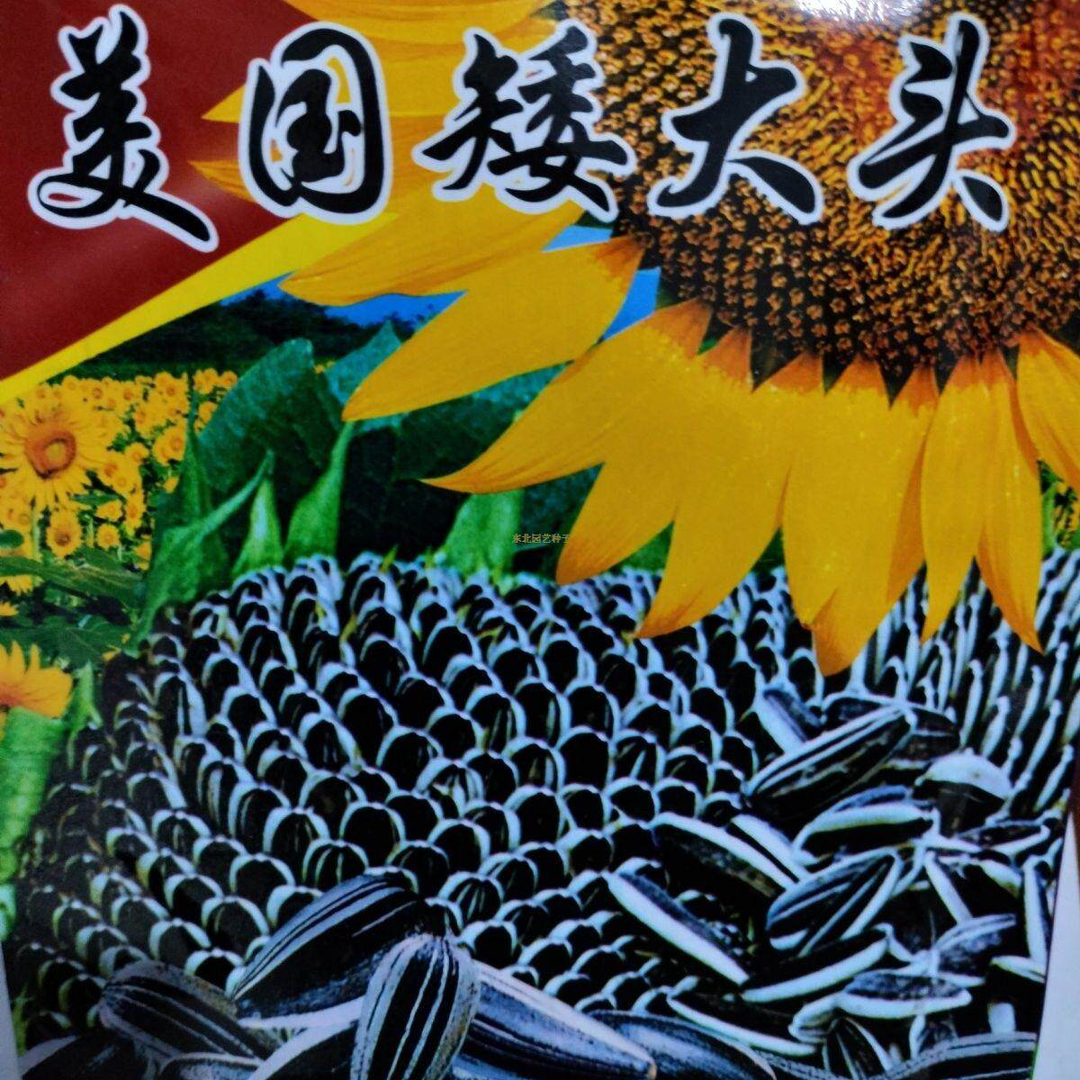 美国矮大头葵花种子东北老式毛嗑食用向日葵爆满黑纹种籽1米6矮葵
