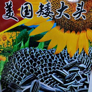 美国矮大头葵花种子东北老式毛嗑食用向日葵爆满黑纹种籽1米6矮葵