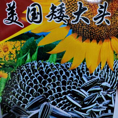 美国矮大头种子一米六矮向日葵籽