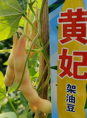 黄妃豆角种子 东北金色宽油豆种籽 无筋不柴开锅烂 高产50天采收
