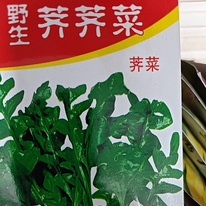 荠荠菜种子 东北山野菜阳台庭院种植 包饺子养生野味蔬菜大叶荠菜