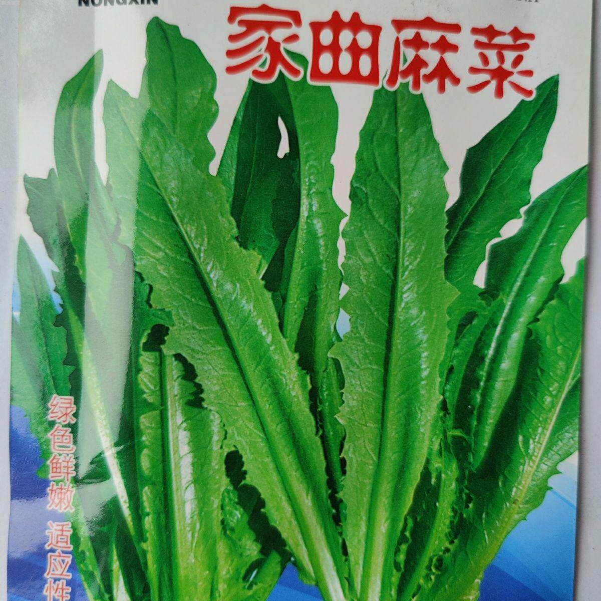 东北曲麻菜种子 花盆蔬菜蘸酱菜春季苦麻菜籽 苣荬麦菜侵麻荠荠菜