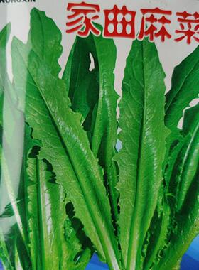 东北曲麻菜种子 花盆蔬菜蘸酱菜春季苦麻菜籽 苣荬麦菜侵麻荠荠菜