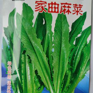 东北曲麻菜种子 花盆蔬菜蘸酱菜春季苦麻菜籽 苣荬麦菜侵麻荠荠菜