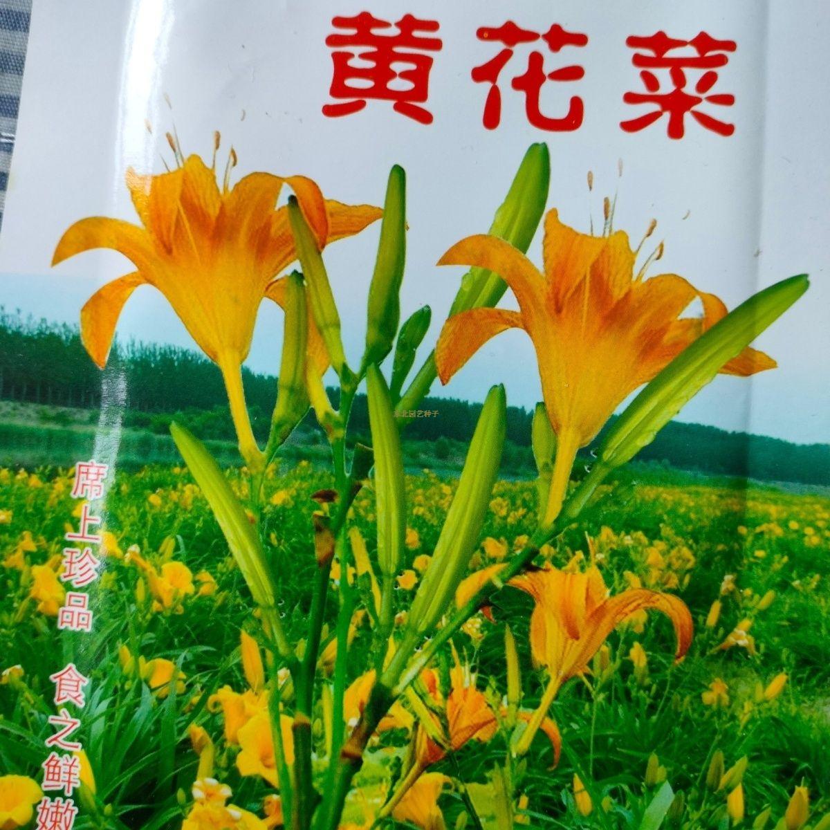 黄花菜种子东北多年生山野菜图片